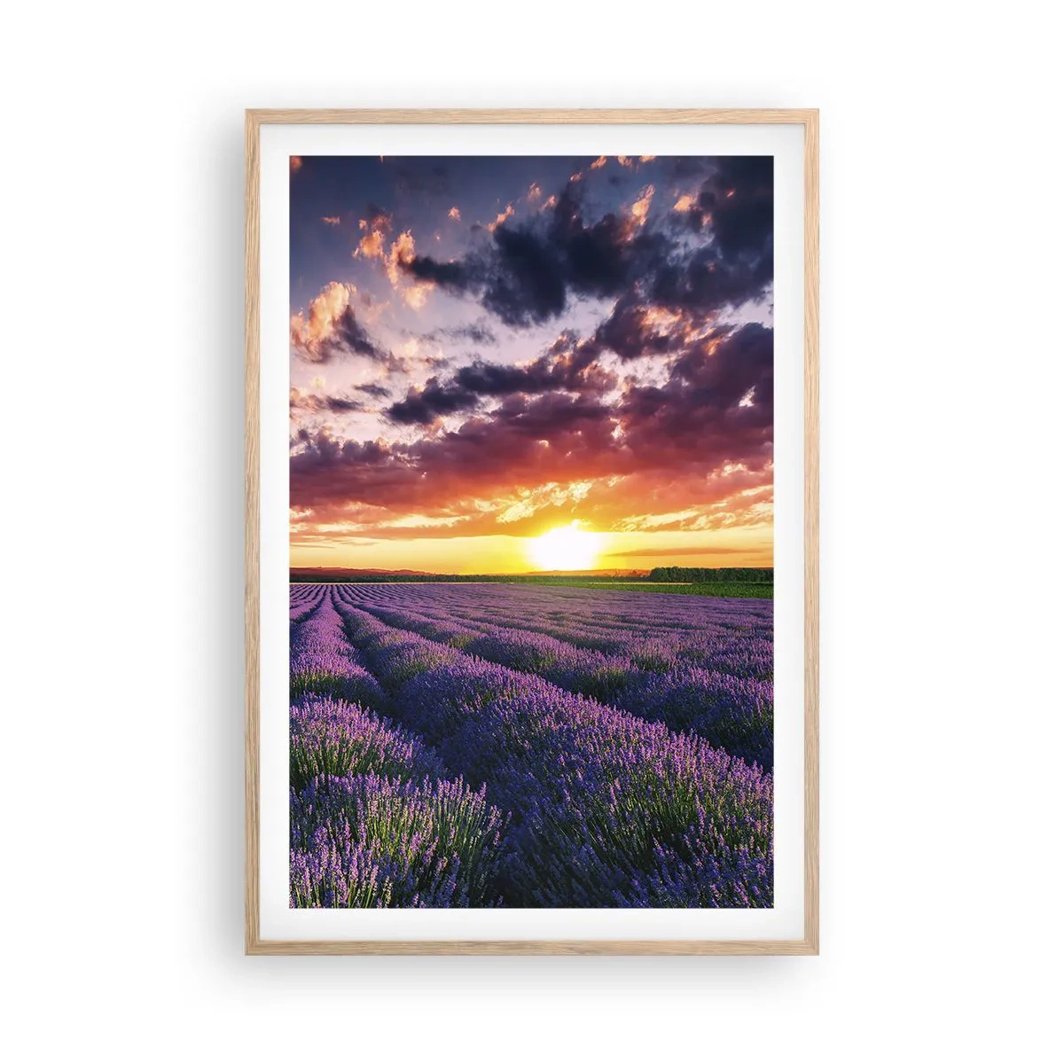 Een poster in een licht eiken lijst - Lavendel wereld - 61x91 cm