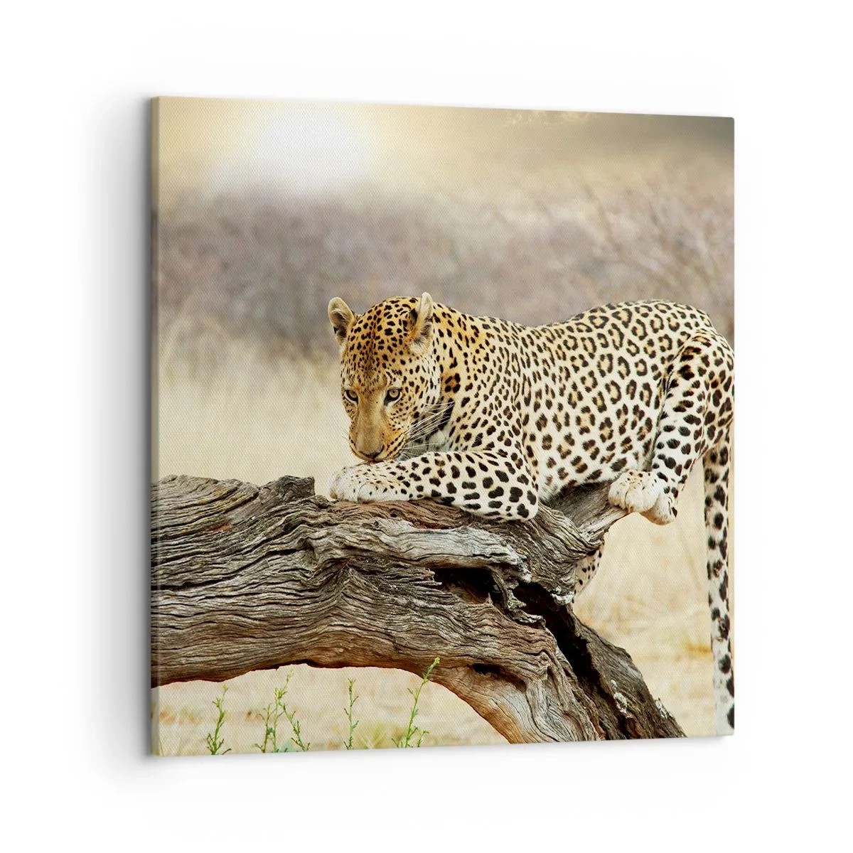 Schilderen op canvas - Ik ga mijn eigen weg - 50x50 cm