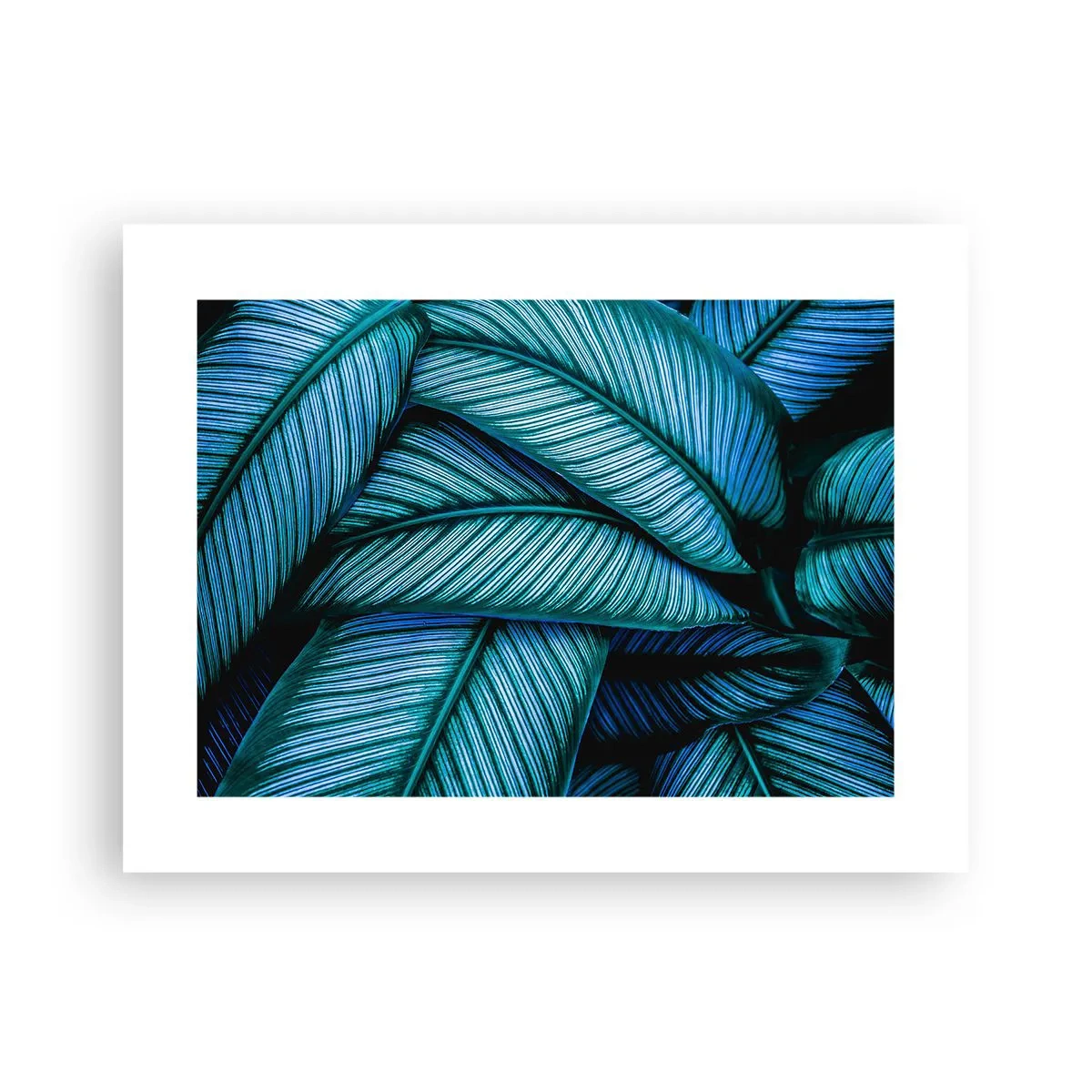 Poster - Levens lijnen - 40x30 cm