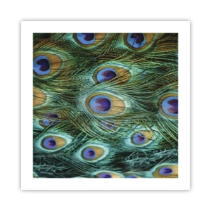 Poster - Een pauwenooglook - 50x50 cm