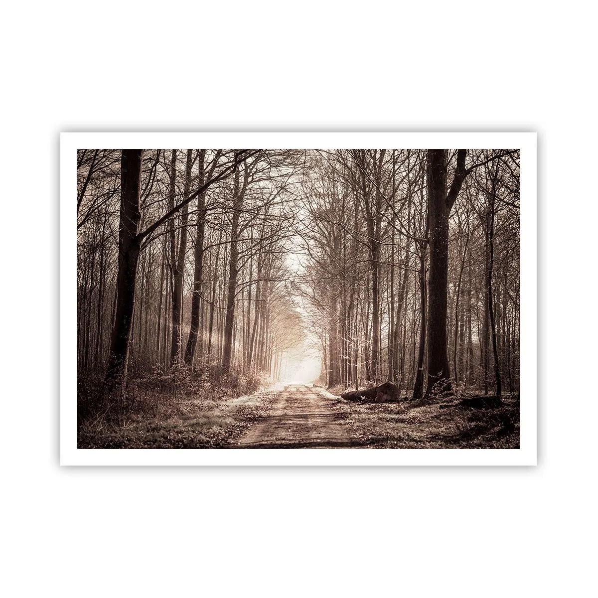 Poster - Boskathedraal - 100x70 cm