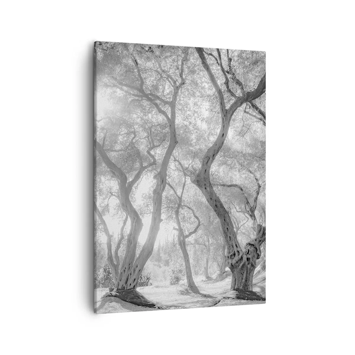 Schilderen op canvas - In de olijfboomgaard - 50x70 cm