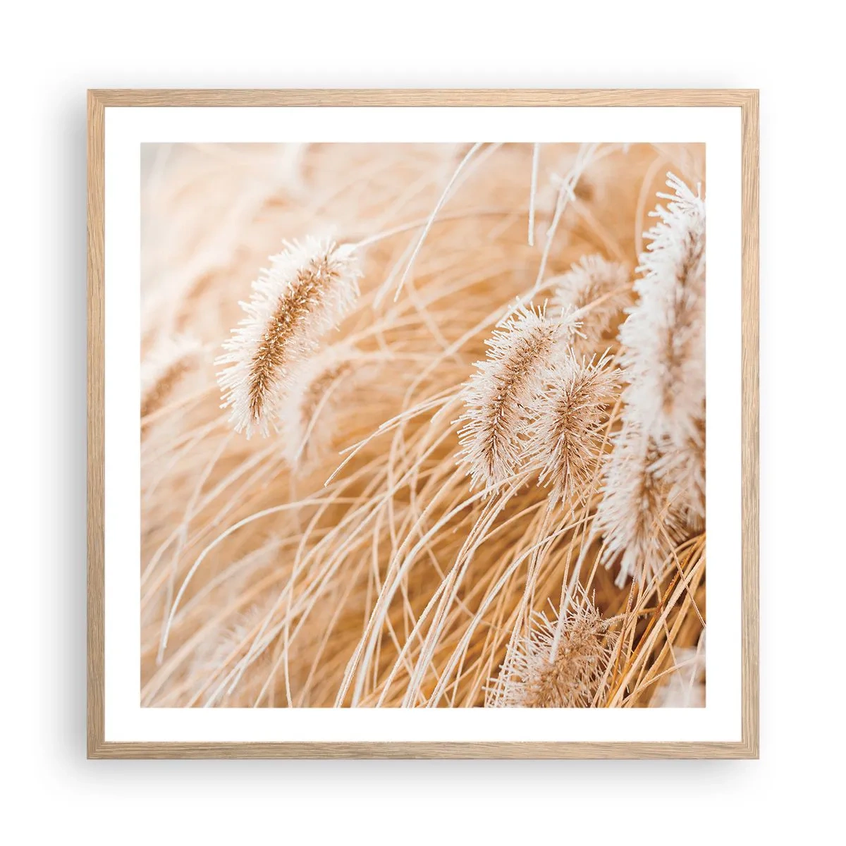 Een poster in een licht eiken lijst - Het gouden geritsel van het gras - 60x60 cm