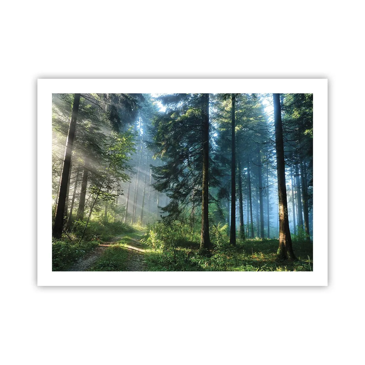Poster - Stralend in de ochtend - 70x50 cm