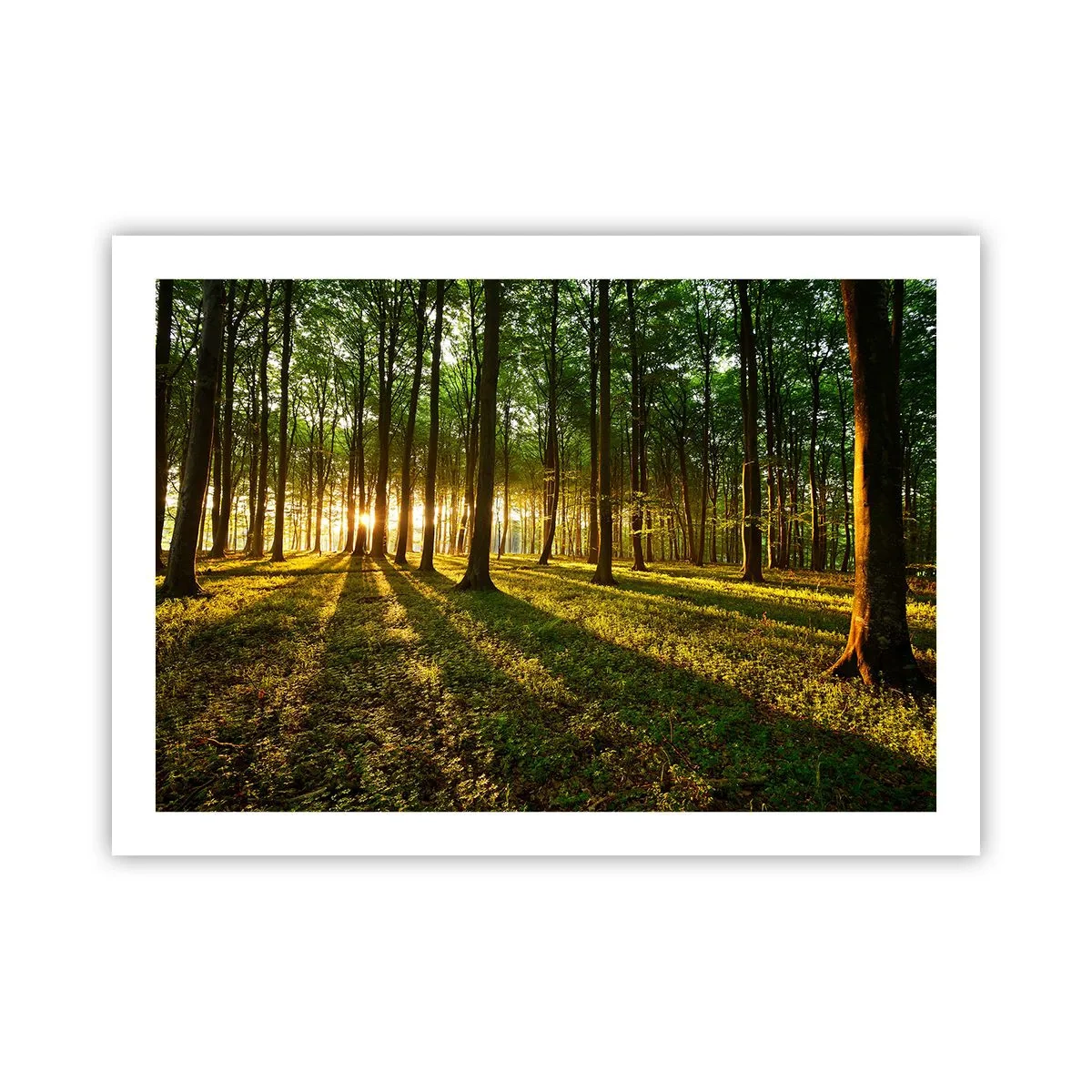 Poster - Foto van de hele lente - 70x50 cm