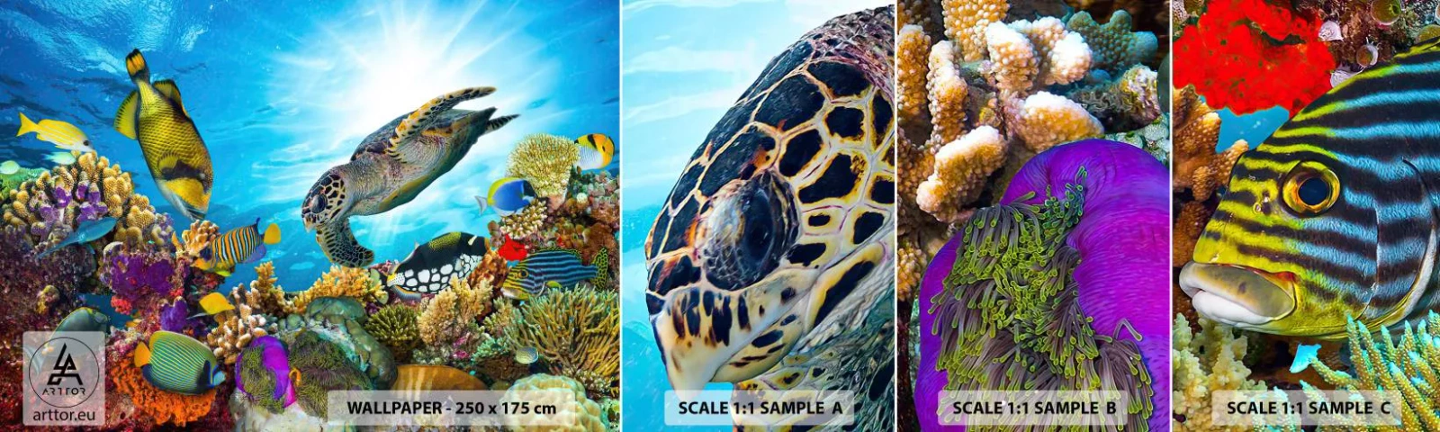 Fotobehang Staaltje Standard Eco - Koraalpromenade - koraalrif, Zee, Onderwaterwereld - 100x30 cm