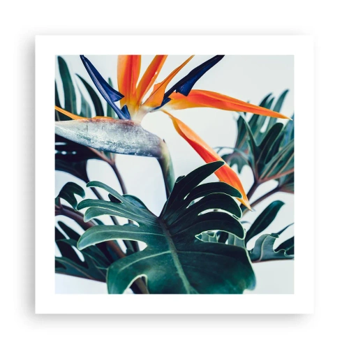 Poster - Vogelstruik - 50x50 cm