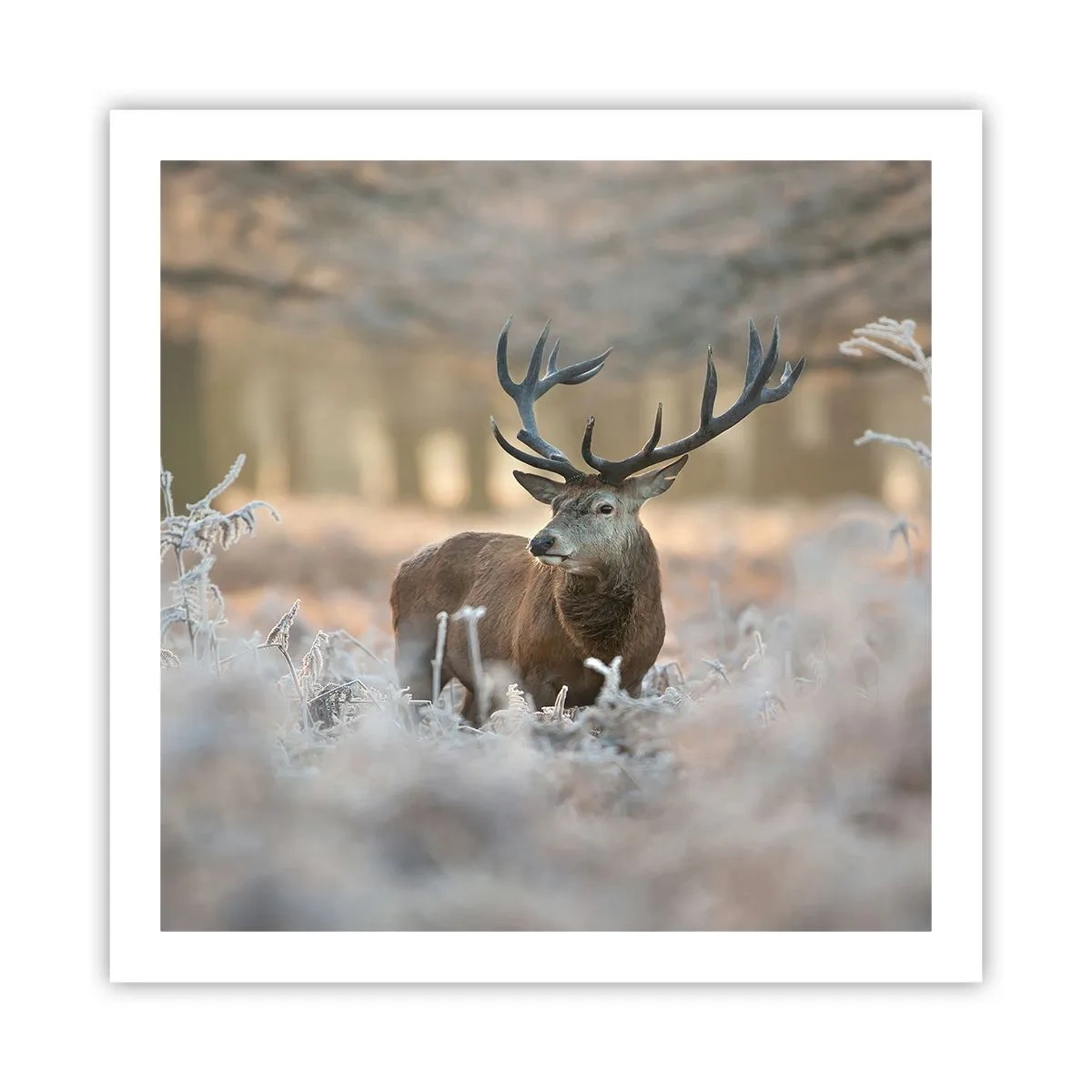 Poster - Een frisse ochtend - 60x60 cm