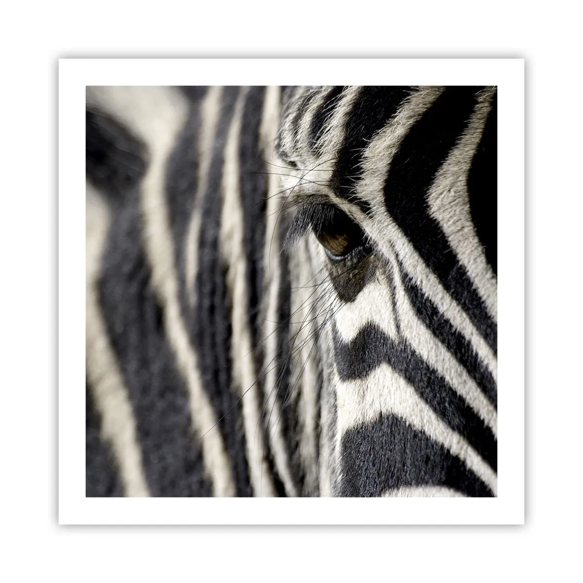 Poster - Gestreept portret - 60x60 cm
