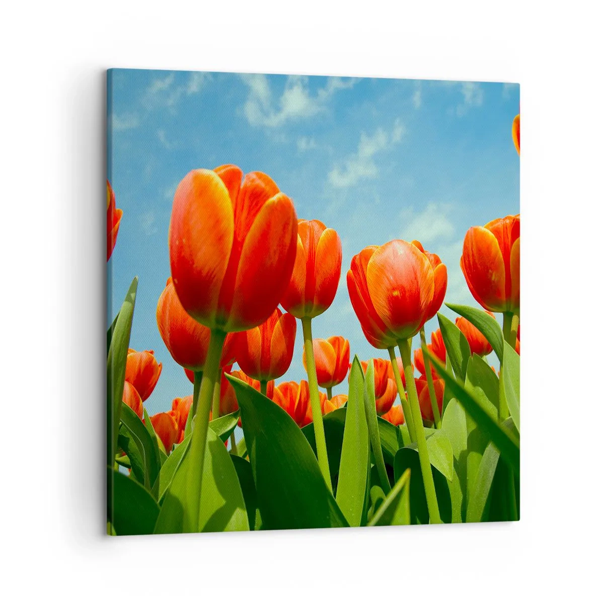 Schilderen op canvas - Afgezien van de blauwe lucht hebben ze niets nodig in hun leven - 50x50 cm