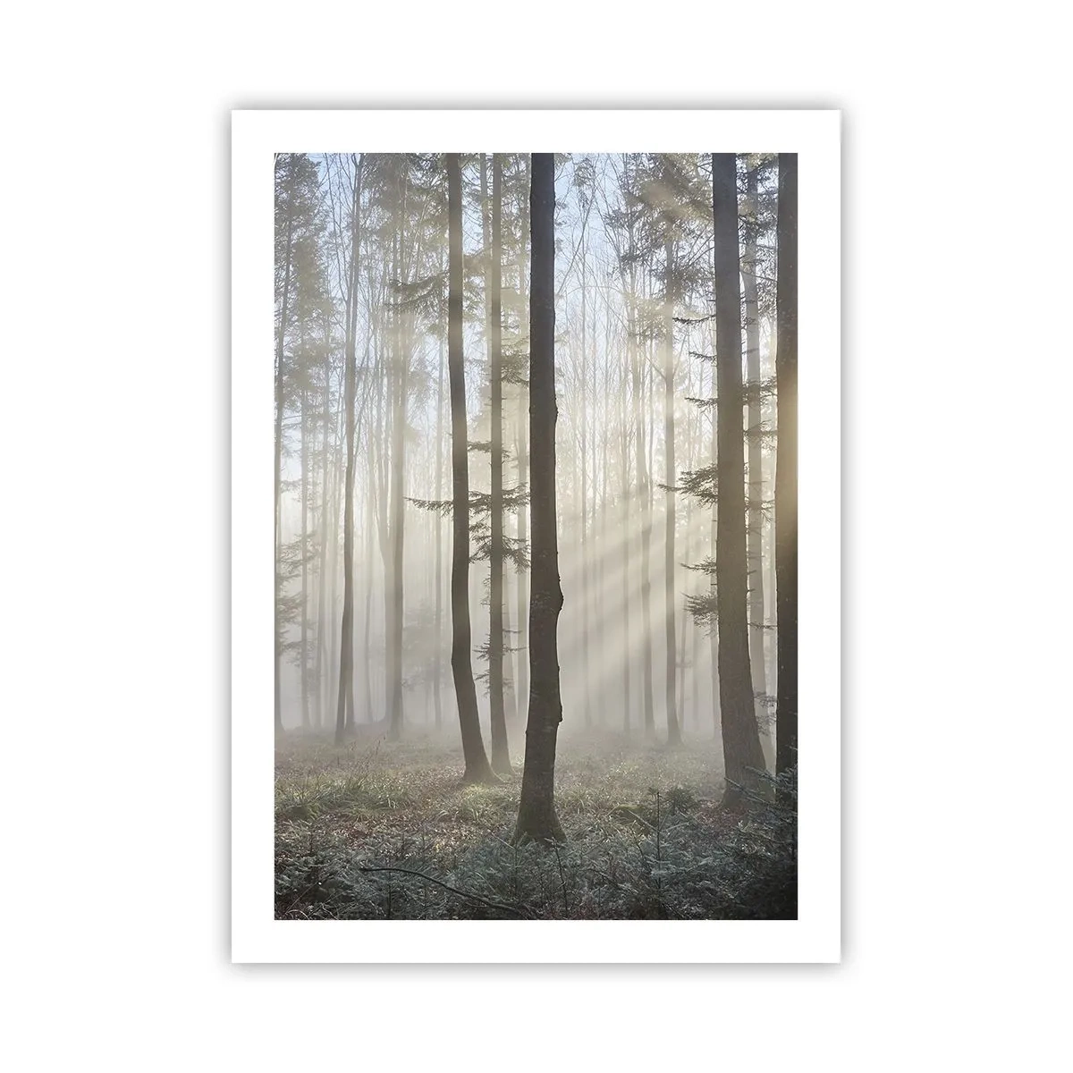 Poster - De mist werd ook wakker - 50x70 cm