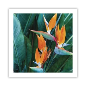 Poster - Is het een bloem of is het een vogel? - 50x50 cm