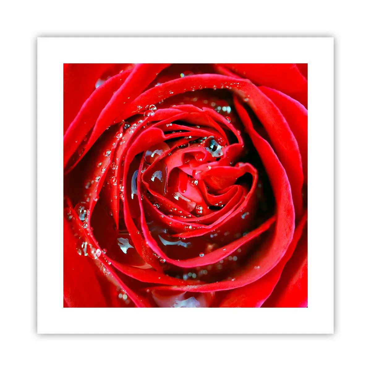 Poster - In de dauwdruppels - 40x40 cm