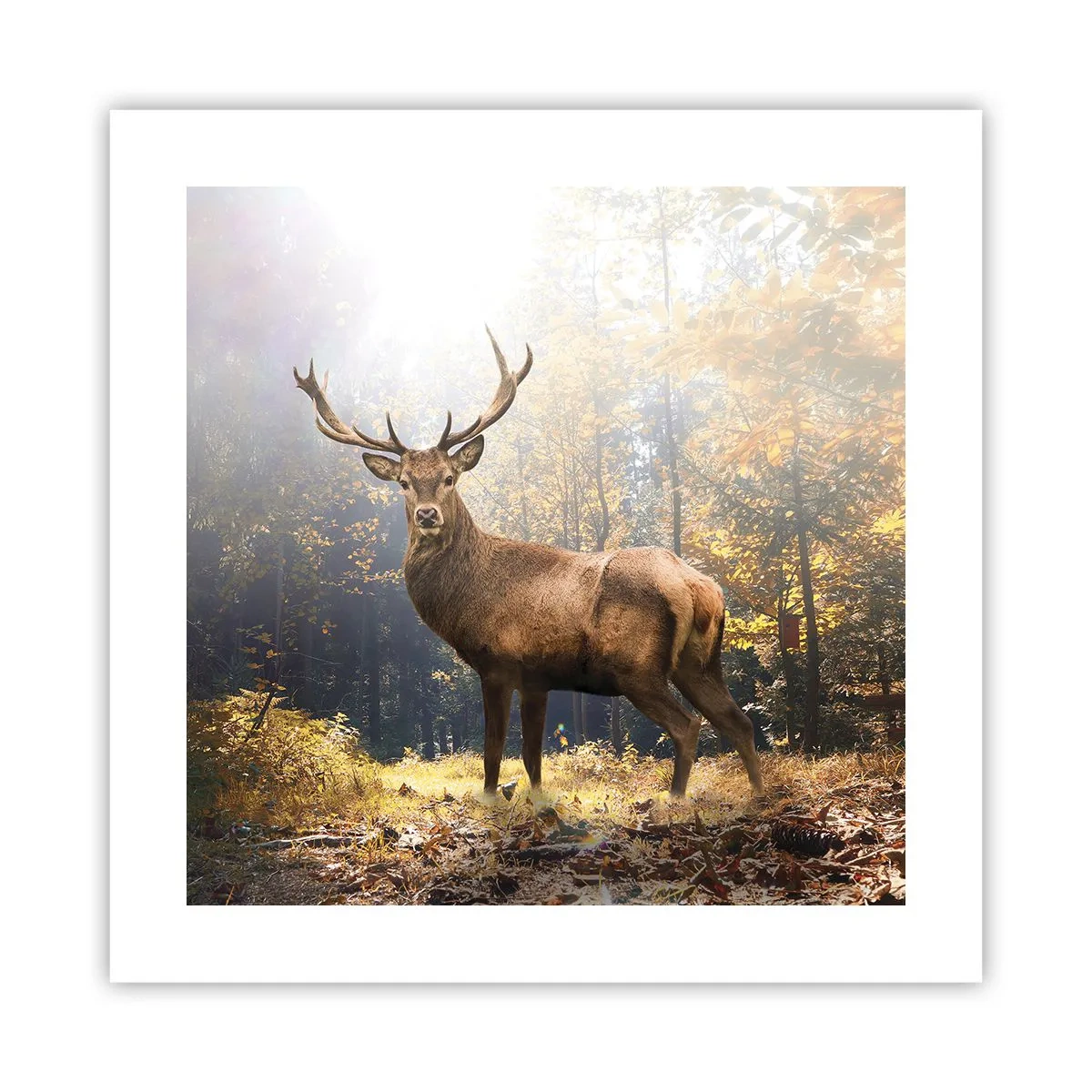 Poster - In volle majesteit - 40x40 cm