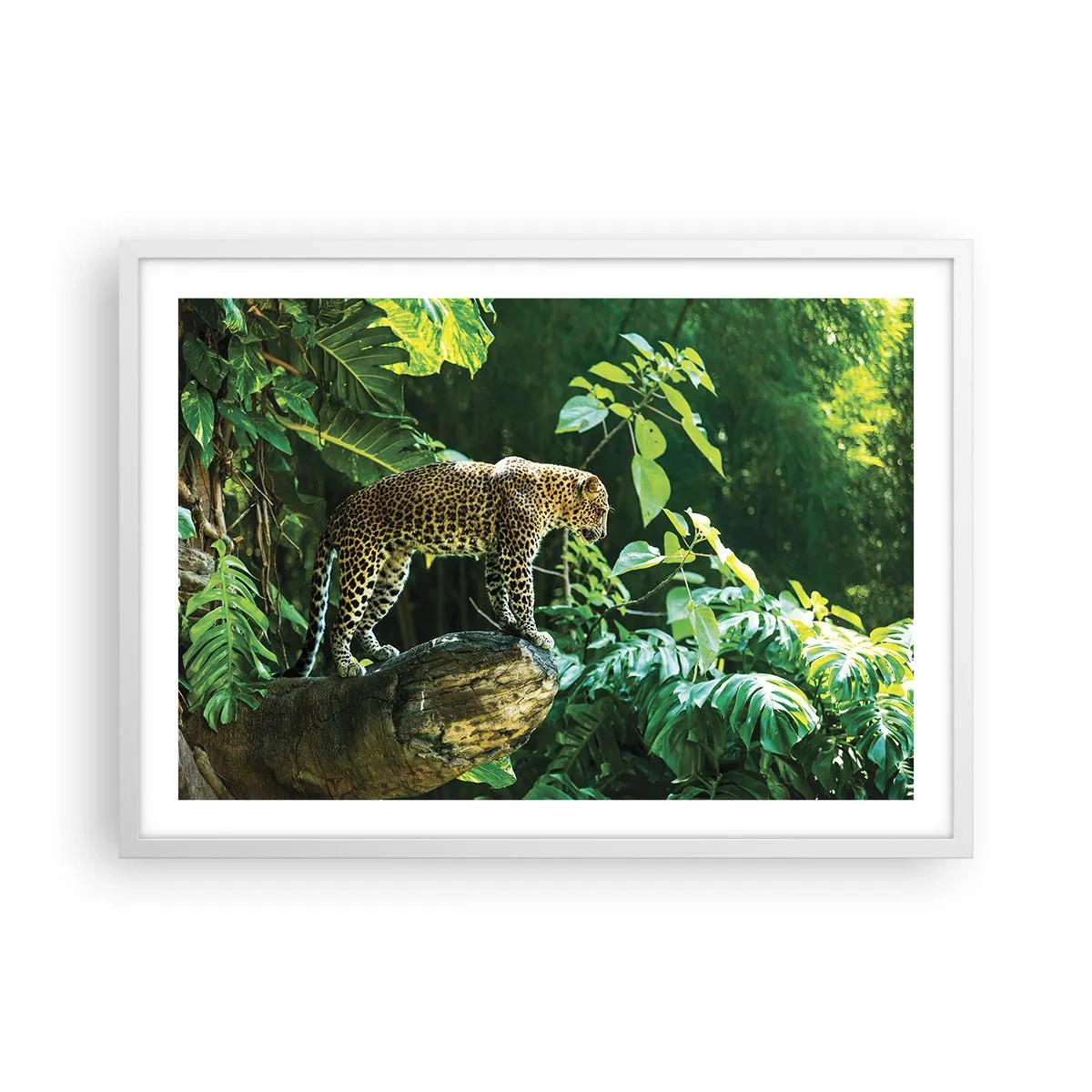 Poster in een witte lijst - Op jacht? - 70x50 cm