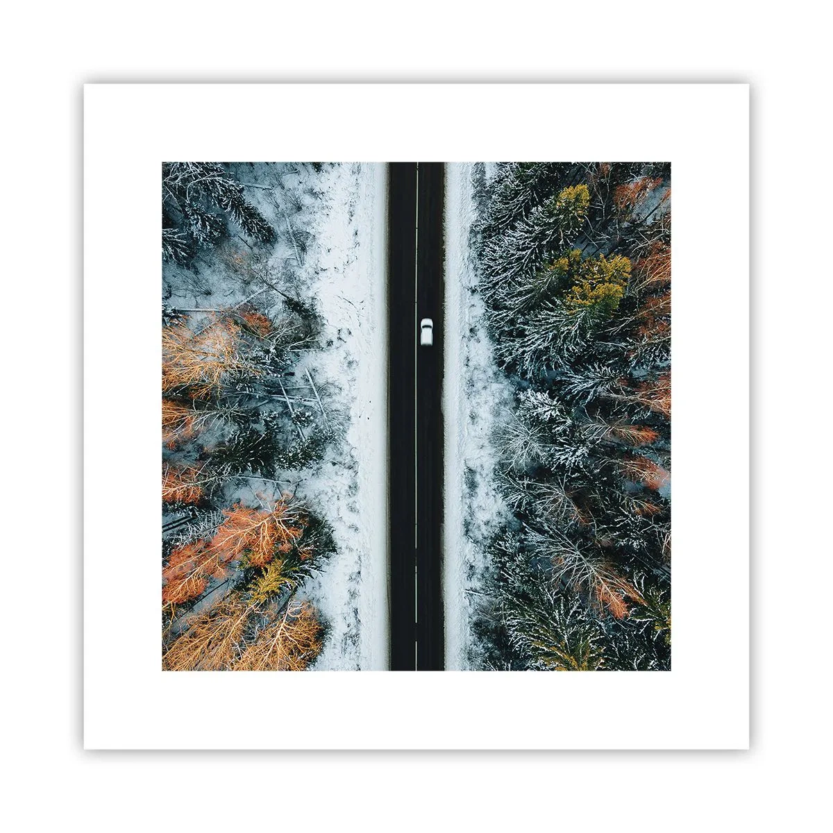 Poster - Snijd door het winterbos - 30x30 cm