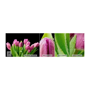 Fotobehang Monster Premium Canvas - Lila vreugde van de lente - Bloemen, Tulpen, Boeket bloemen - 100x30 cm