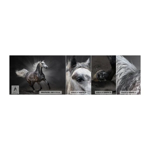Fotobehang Staaltje Standard Eco - Grijs is mooi - Dieren, Arabisch paard, Natuur - 100x30 cm