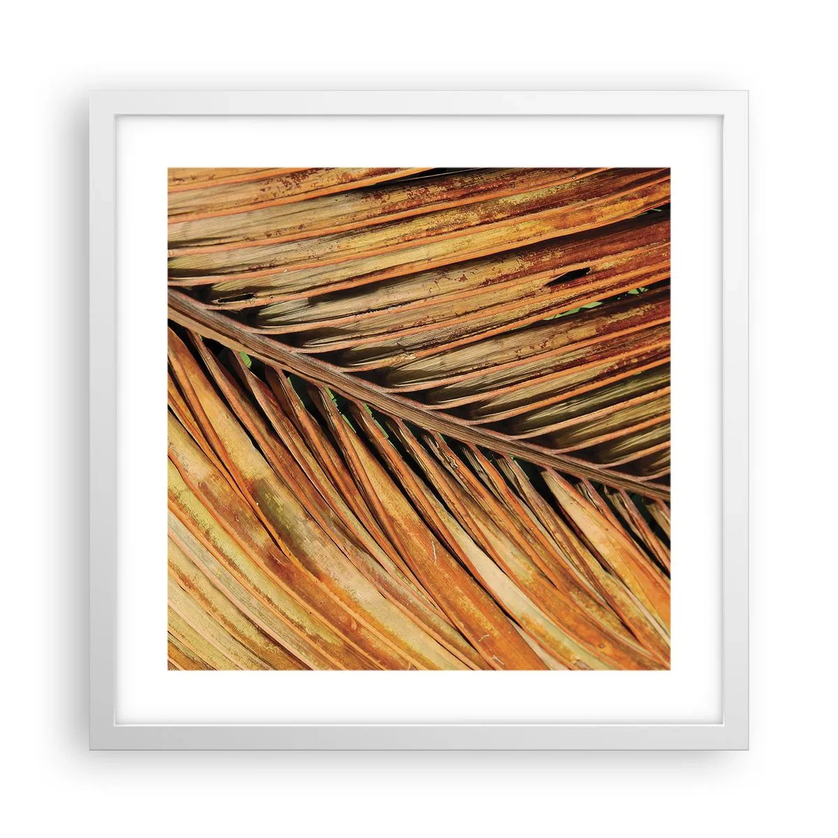Poster in een witte lijst - Kokos goud - 40x40 cm