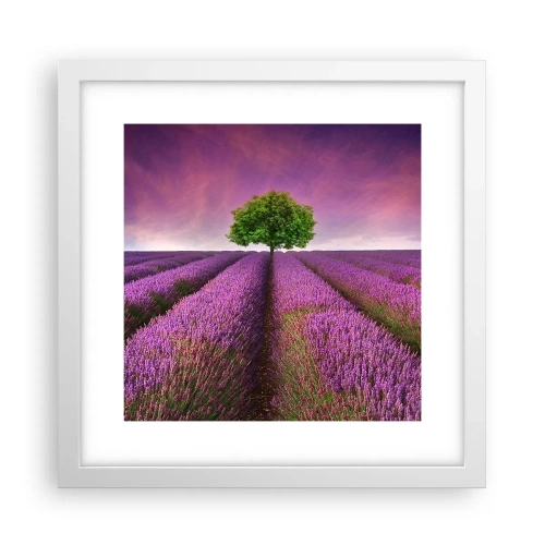 Poster in een witte lijst - Op lavendelvelden - 30x30 cm