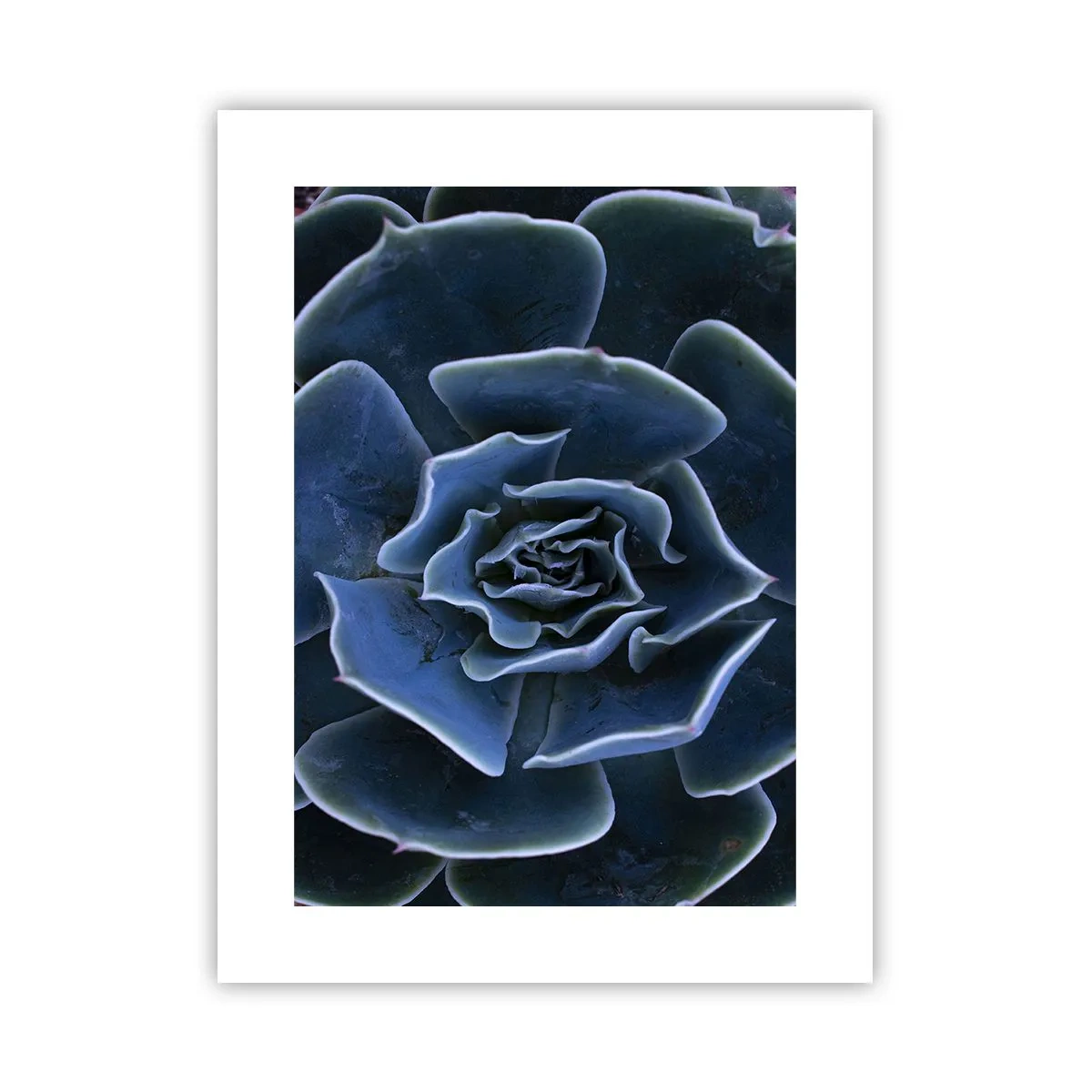 Poster - Woestijn bloem - 30x40 cm