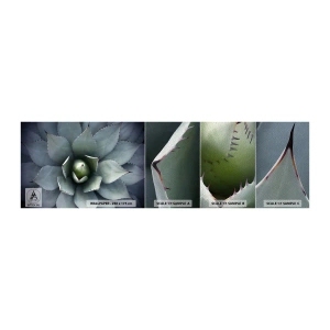 Fotobehang Monster Premium Sand - Het trekt aan en waarschuwt - Agave bloem, Agave, Exotisme - 100x30 cm