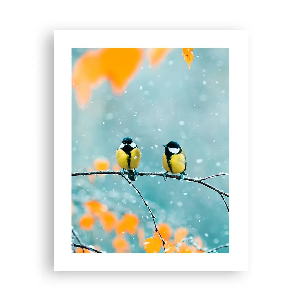 Poster - Vogelroddel - 40x50 cm