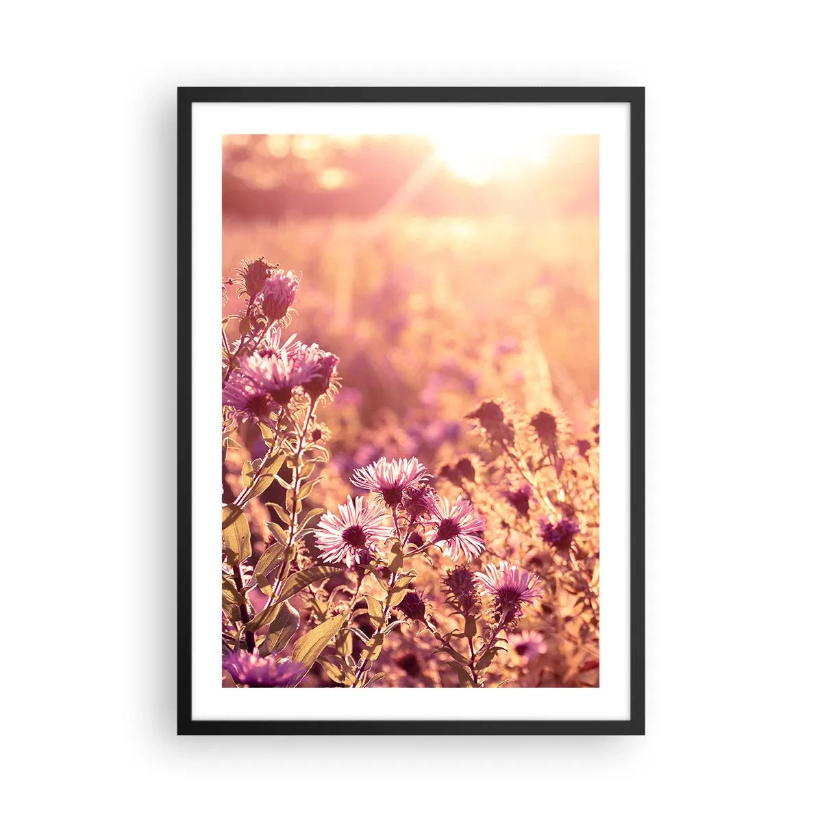 Poster in een zwarte lijst - Een veld met paarse bloemen in het licht van de ondergaande zon - 50x70cm - Voordat de zomer voorbij is - Moderne wanddecoratie voor woonkamer en slaapkamer ARTTOR