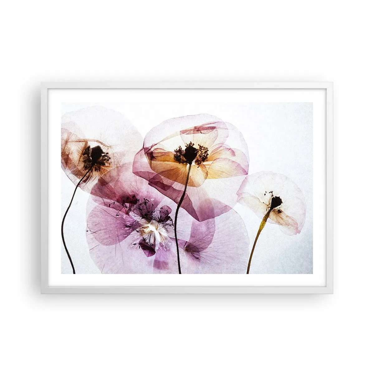 Poster in een witte lijst - Transparante lichaamsbloemen - 70x50 cm
