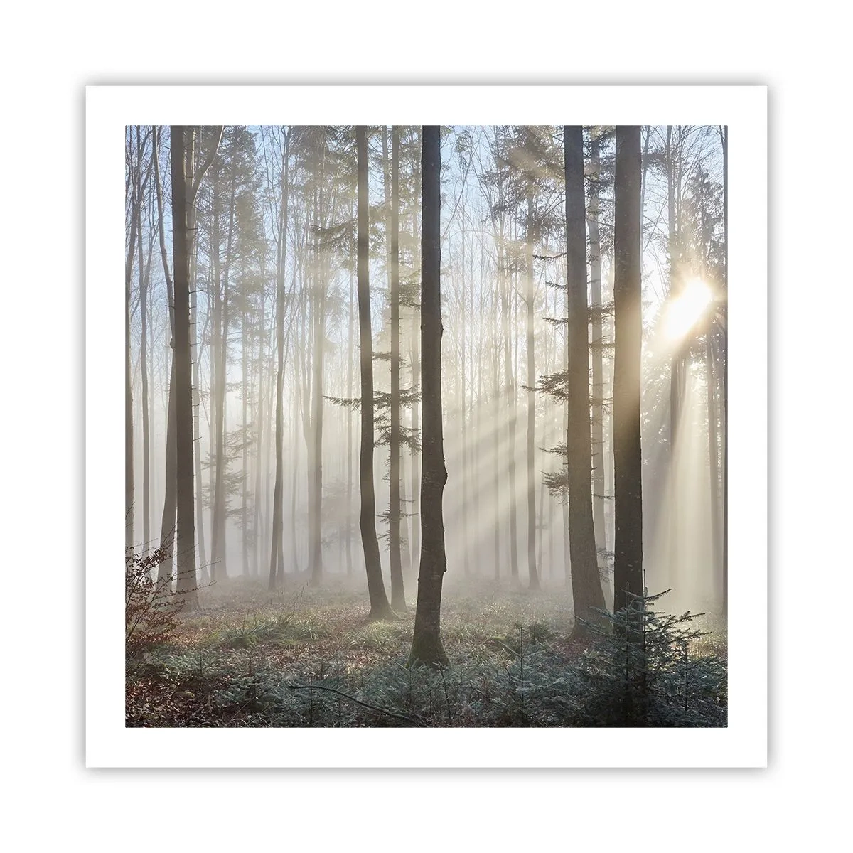 Poster - De mist werd ook wakker - 60x60 cm
