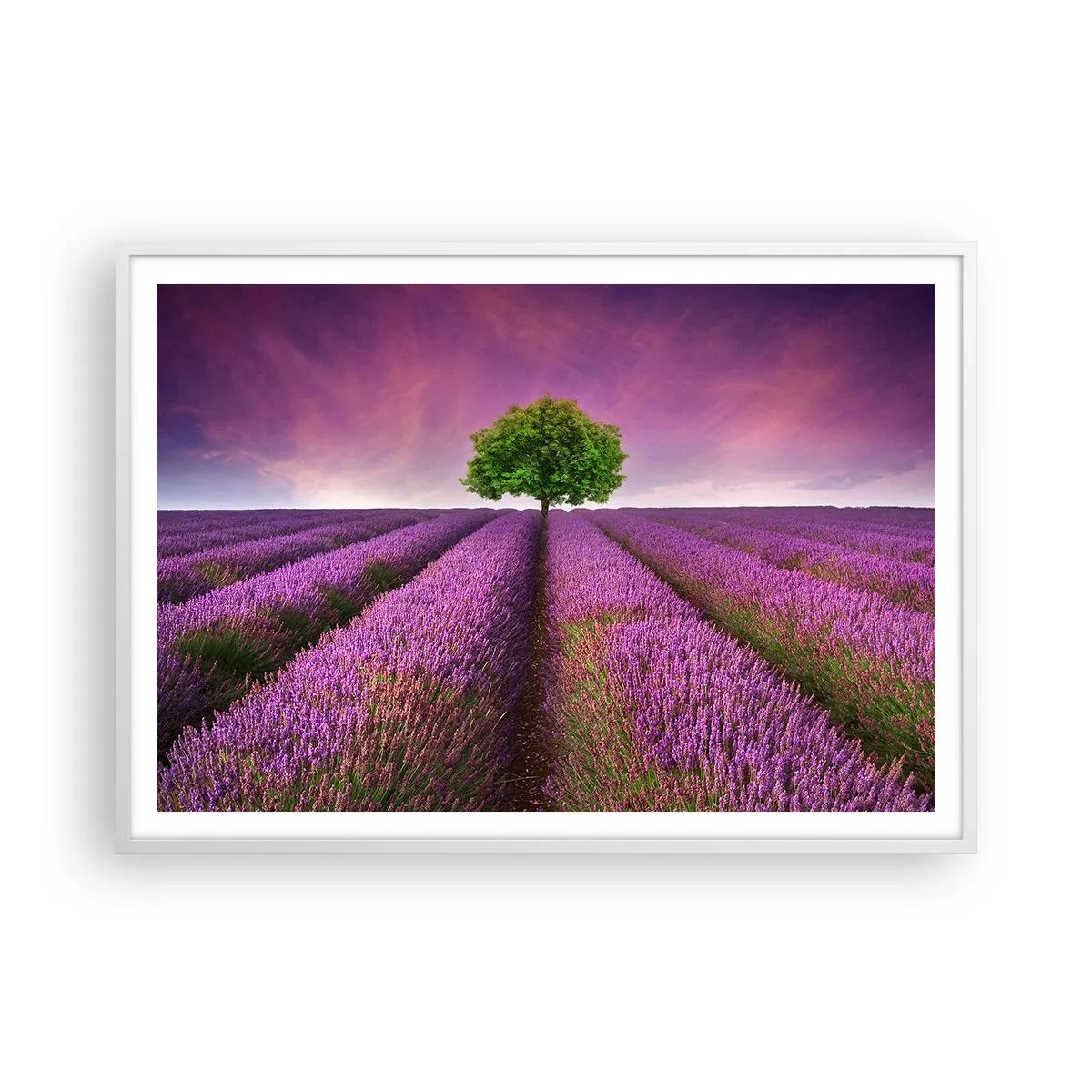 Poster in een witte lijst - Op lavendelvelden - 100x70 cm