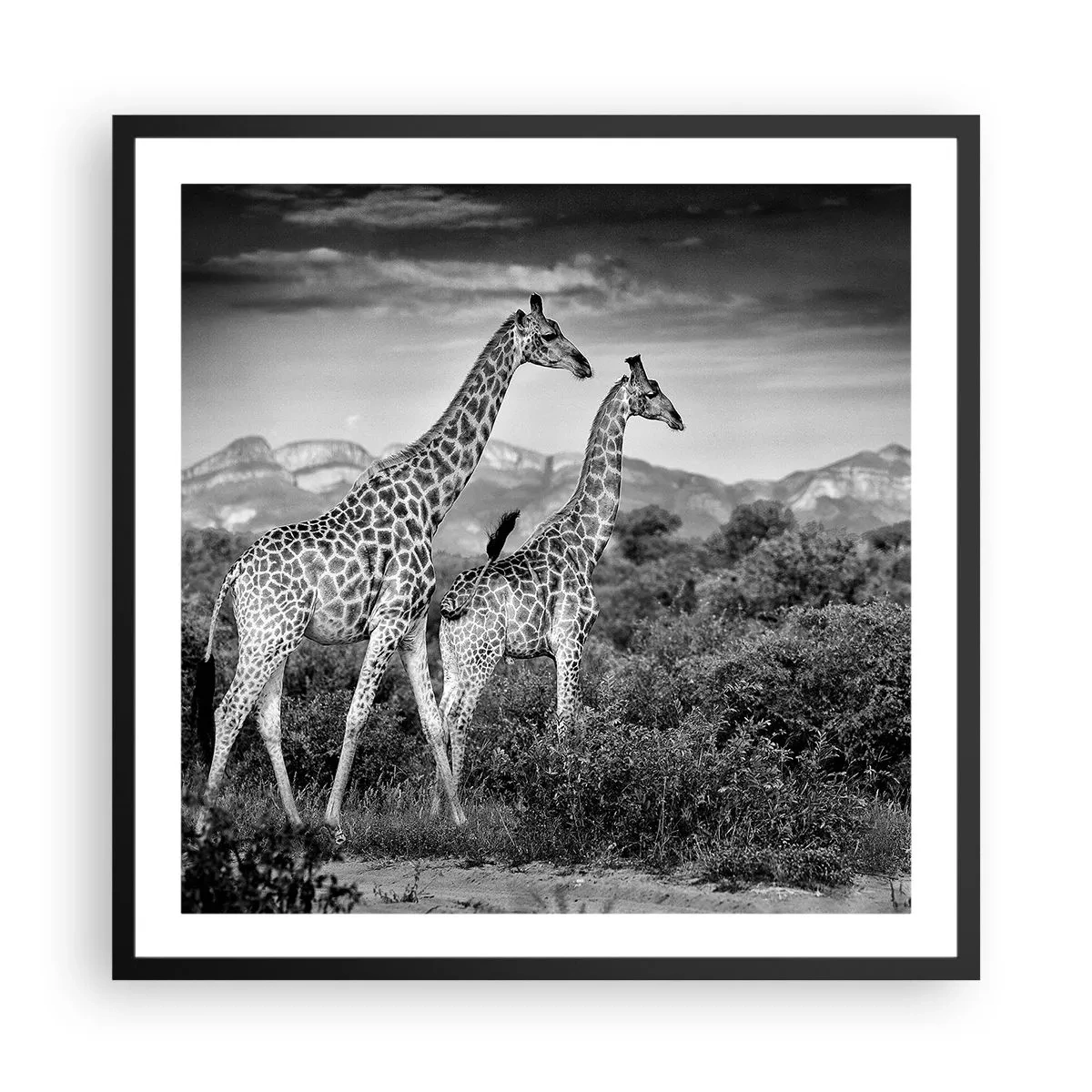 Poster in een zwarte lijst - Hoge sferen in Afrika - 60x60 cm