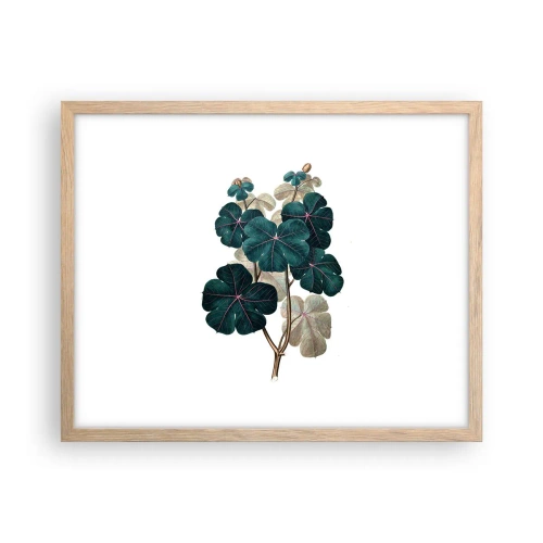 Een poster in een licht eiken lijst - Uit het oude herbarium - 50x40 cm