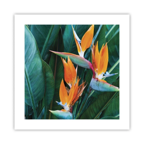 Poster - Is het een bloem of is het een vogel? - 40x40 cm