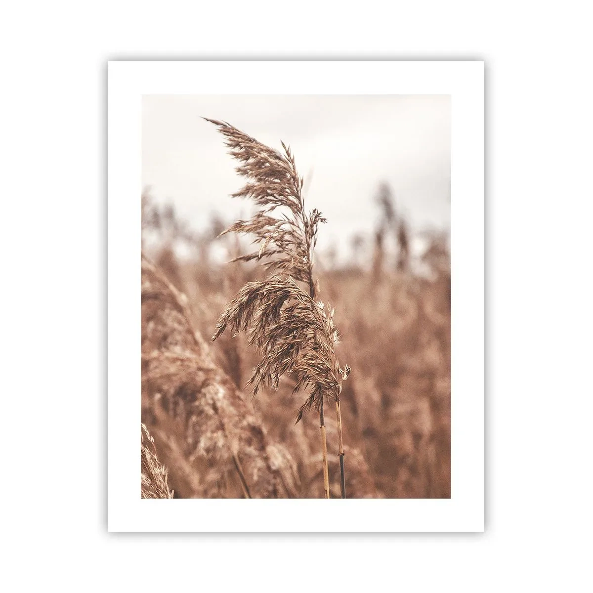 Poster - Het is al herfst in de velden - 40x50 cm