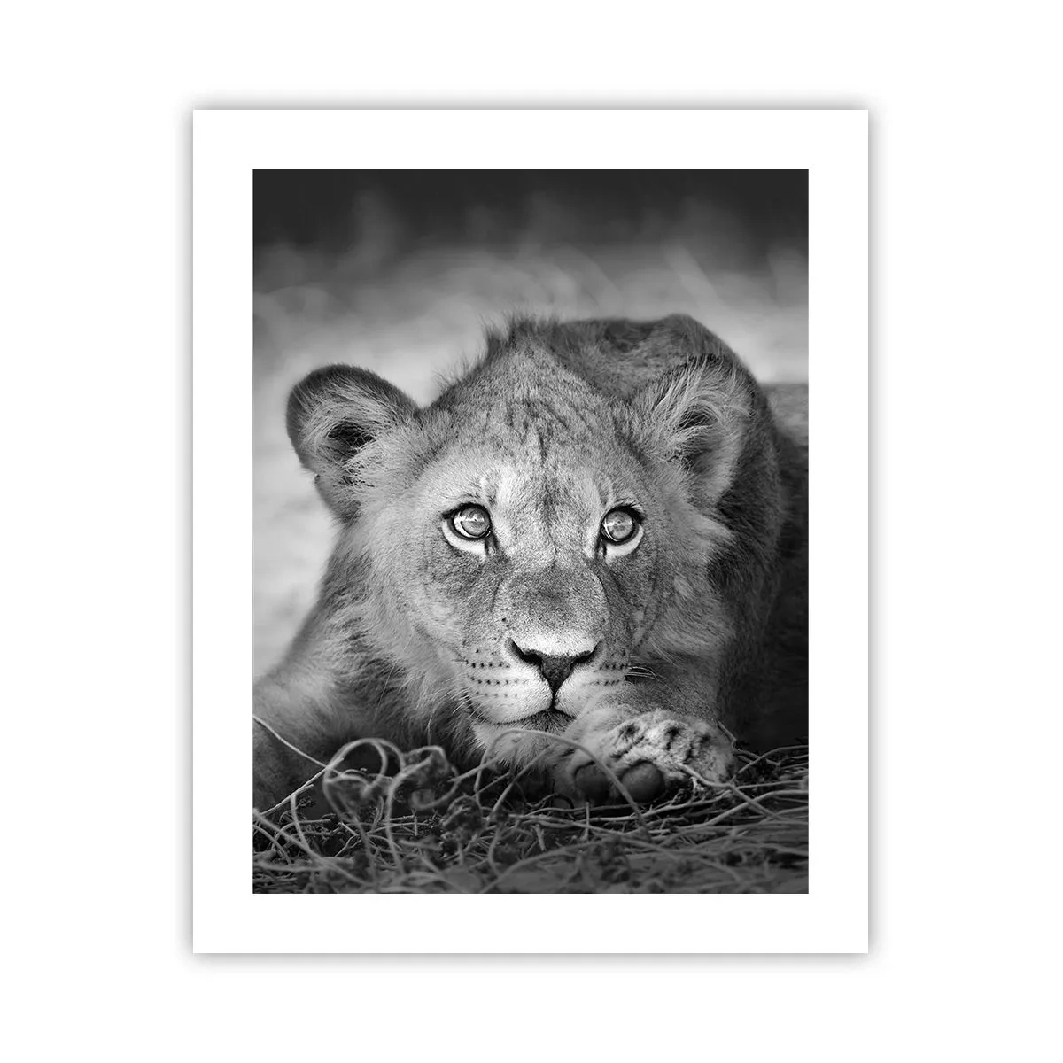 Poster - Koninklijke puppy - 40x50 cm