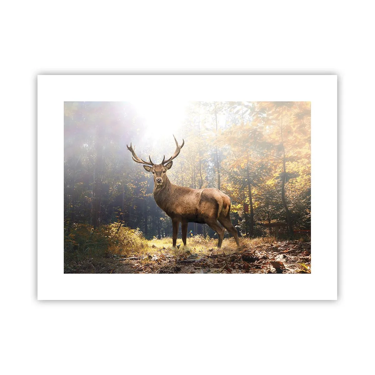 Poster - In volle majesteit - 40x30 cm