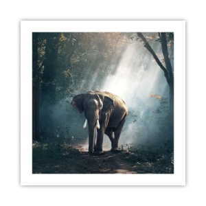 Poster - Een ontspannen wandeling - 50x50 cm