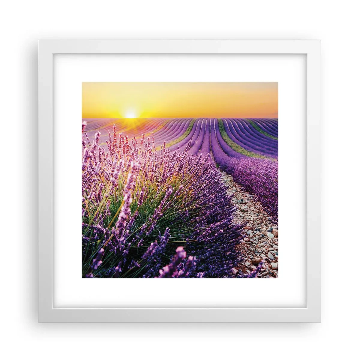 Poster in een witte lijst - Geurige korenvelden - 30x30 cm