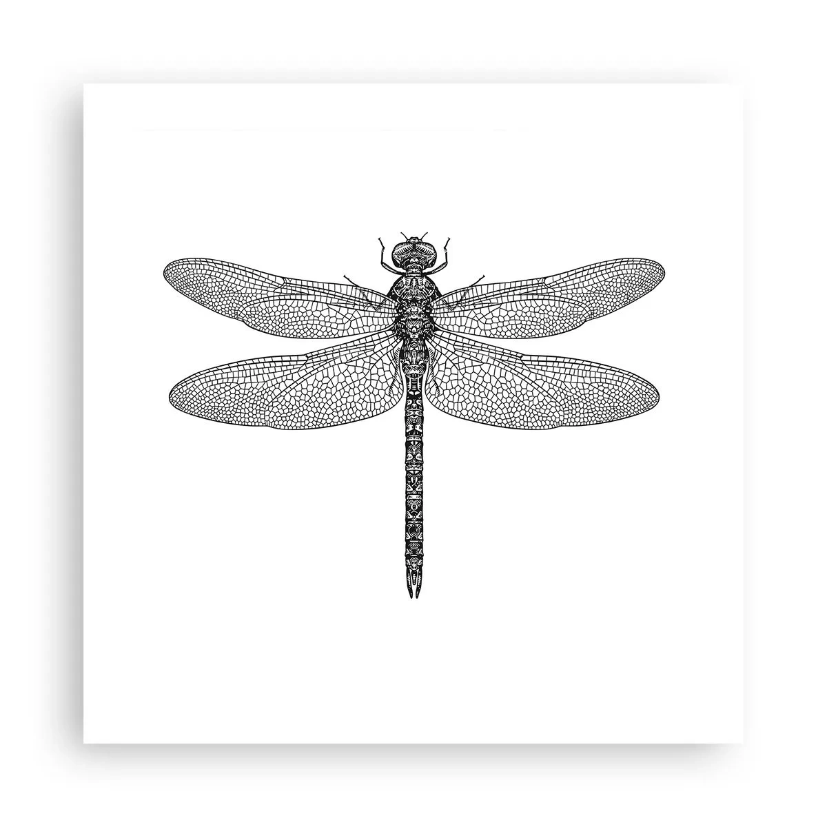 Poster - Precisie van de natuur - 50x50 cm