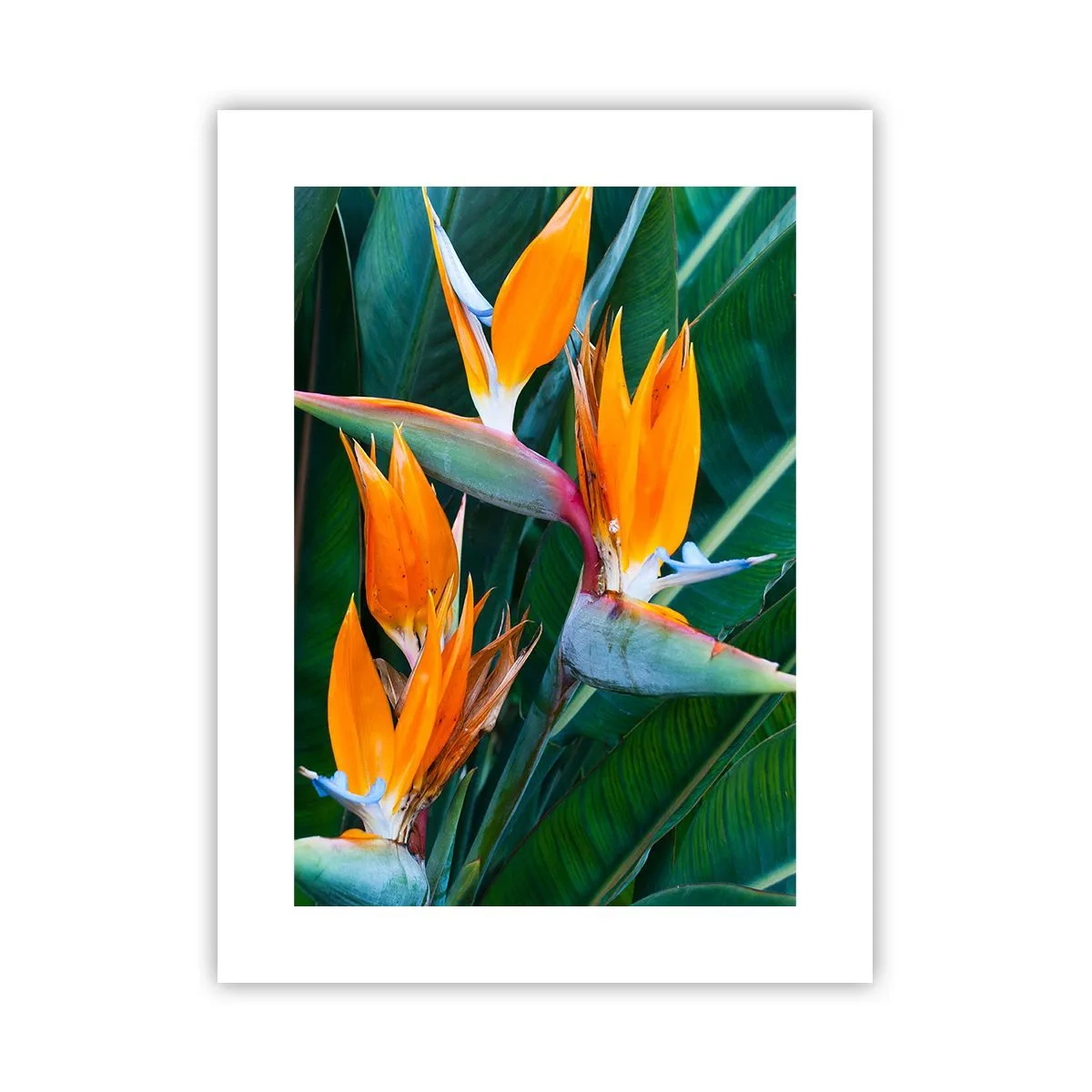 Poster - Is het een bloem of is het een vogel? - 30x40 cm