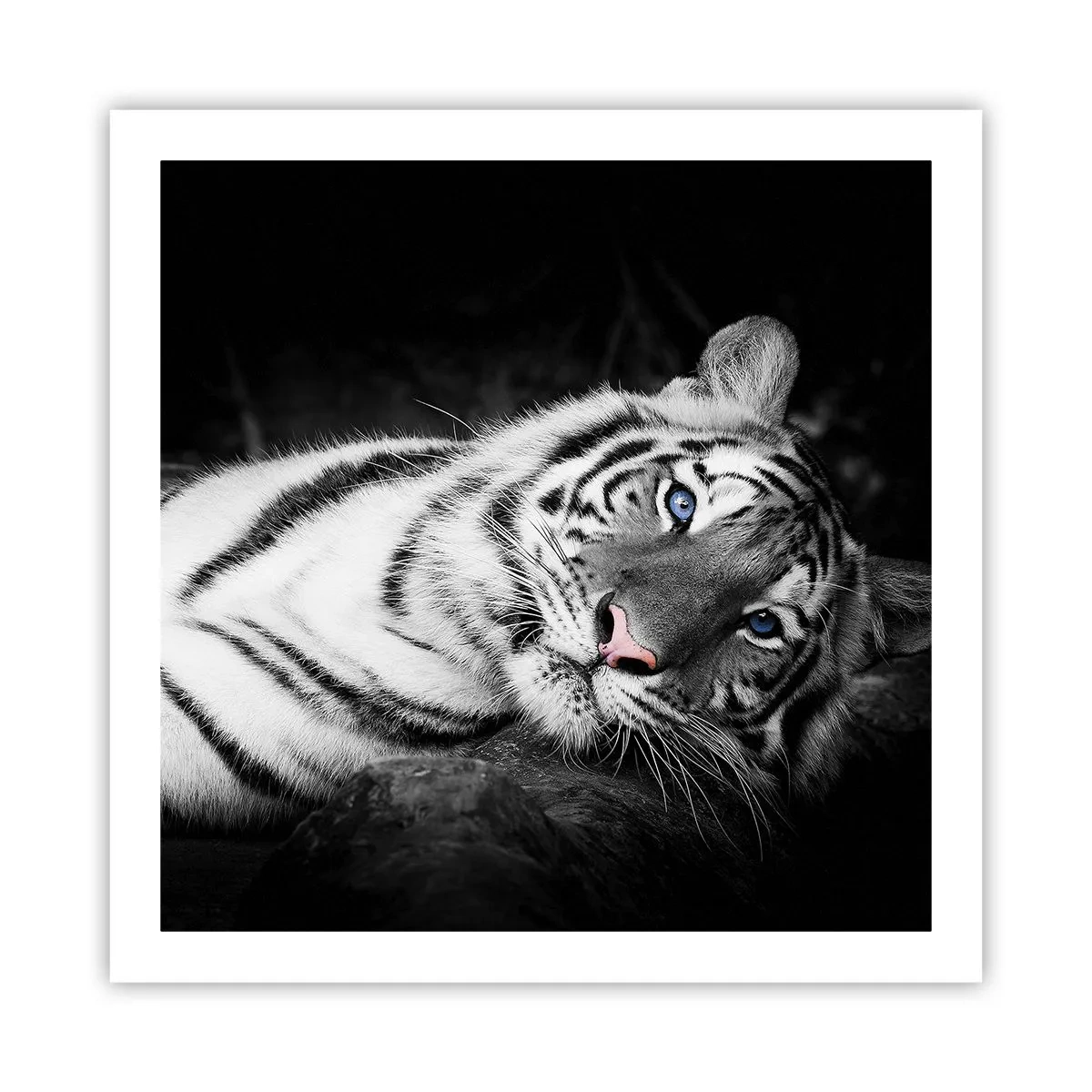 Poster - Wildheid en vrede - 60x60 cm