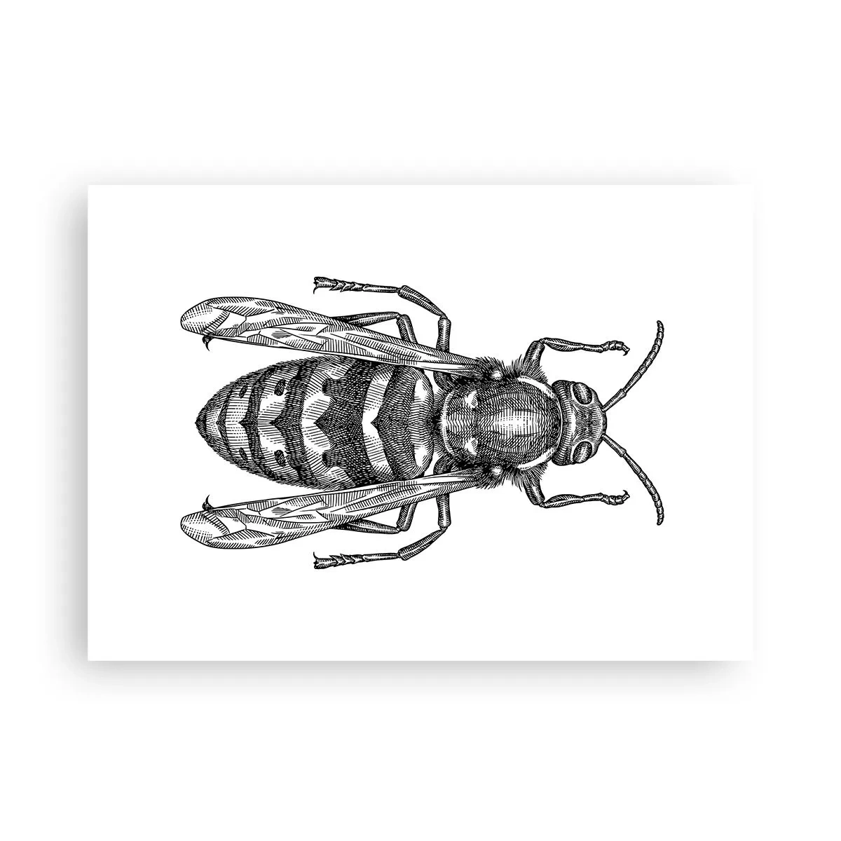 Poster - Van een insectenplaneet - 70x50 cm