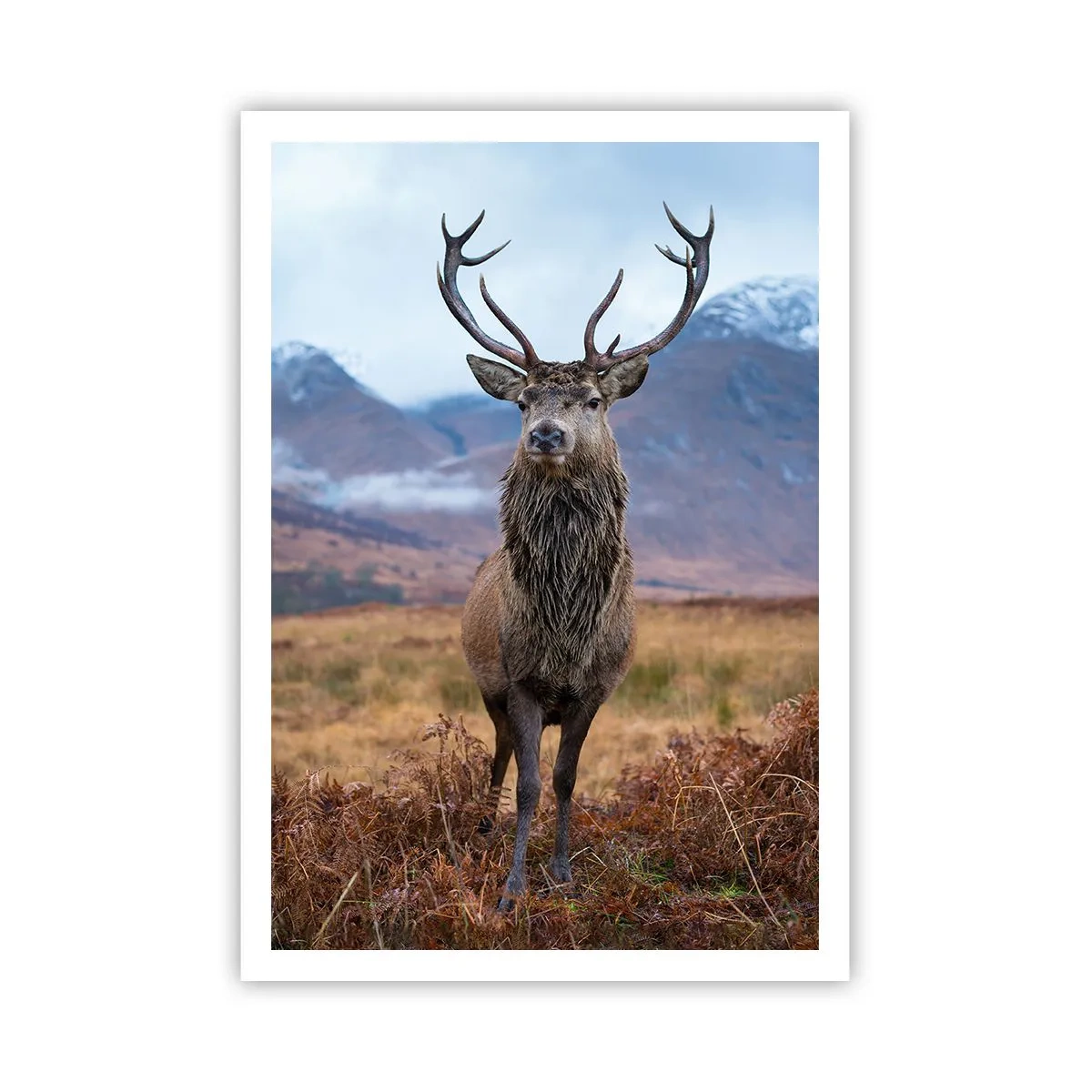 Poster - Op eigen grond - 70x100 cm