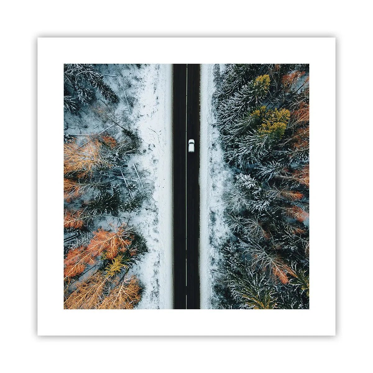 Poster - Snijd door het winterbos - 40x40 cm