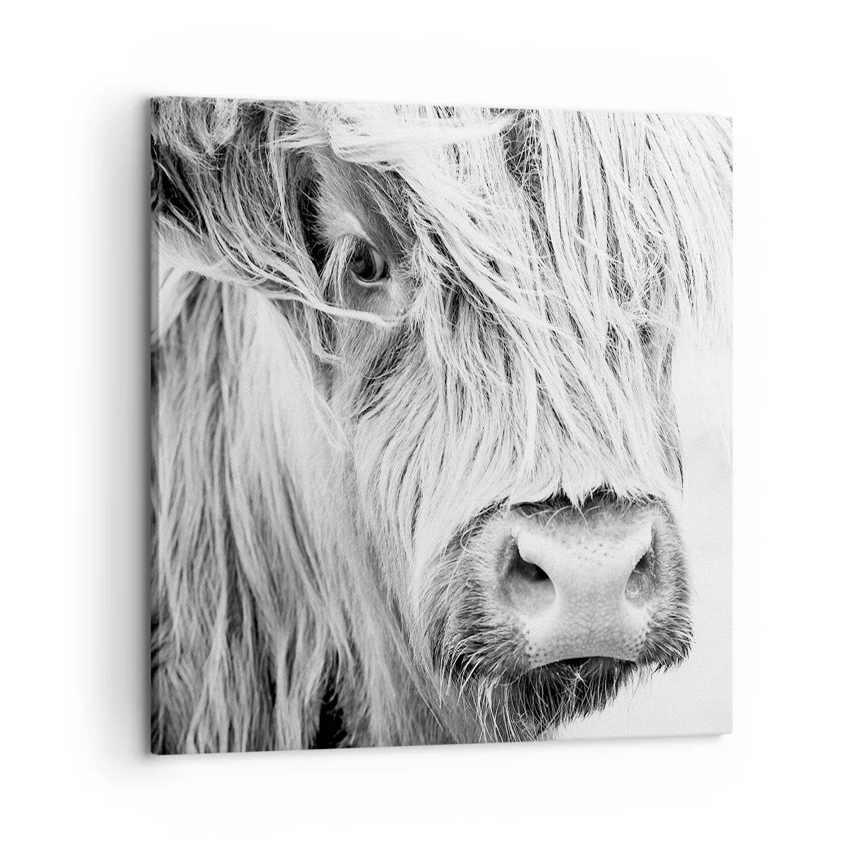 Schilderen op canvas - Schotse wildheid - 60x60 cm
