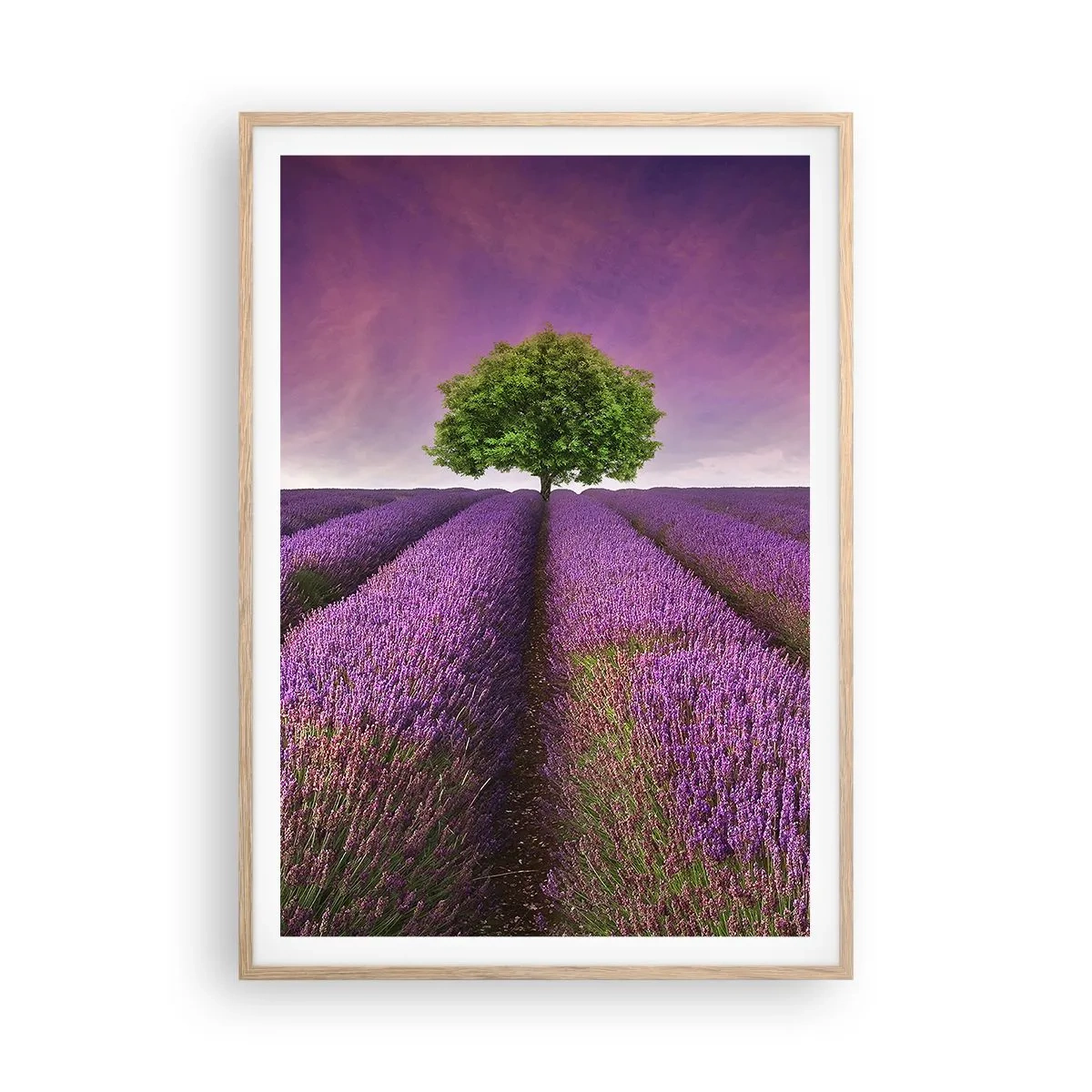 Een poster in een licht eiken lijst - Op lavendelvelden - 70x100 cm