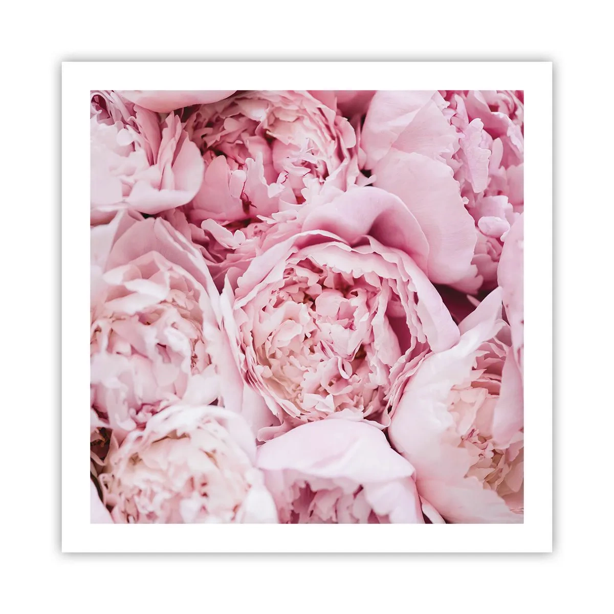 Poster - Knuffelend en geurig - 60x60 cm