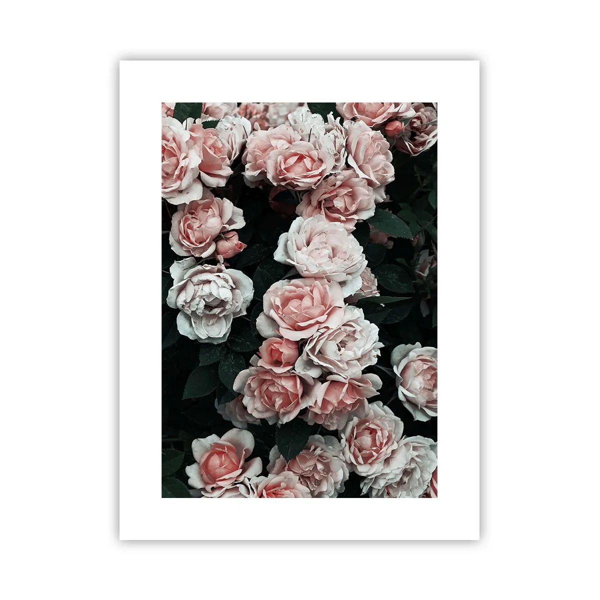Poster - Rozen ensemble - 30x40 cm