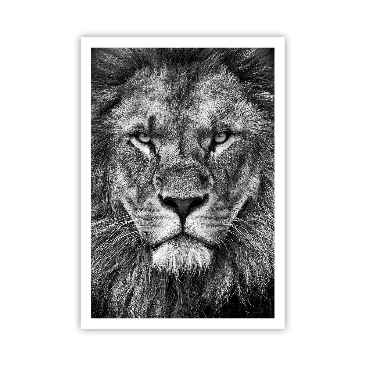 Poster - In een kroningskleed - 70x100 cm